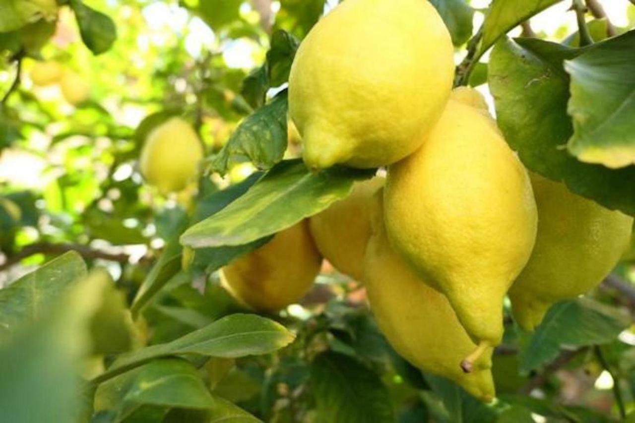 דולצ'דו Agriturismo San Michele Di Danio Giovanni מראה חיצוני תמונה